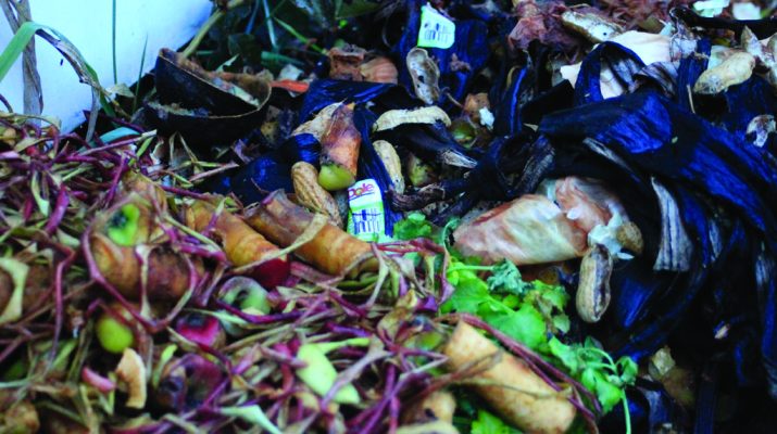 Apples core and banana peels begin to break down in a backyard compost pile.