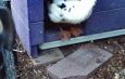 Reuse Materials For New Pets
