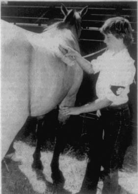 August 4, 1986: Krista Campbell works to make sure her horse, Little Bit, is clean before entering the show ring for judging at the Box Butte County Fair 4-H Horse Show held Sunday at the fairgrounds.